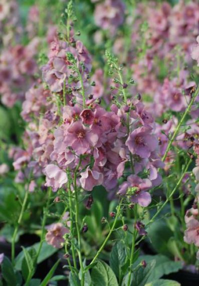Verbascum Plum Smokey 1 gal
