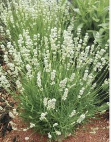 Lavender ang. Spirit White 1 gal