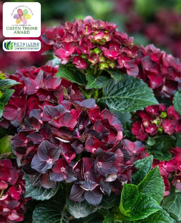 Hydrangea Centennial Ruby 2 gal