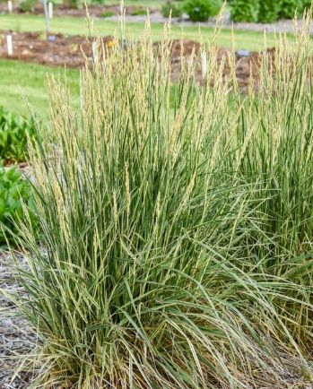 Fescue Perfect Edging 1 gal