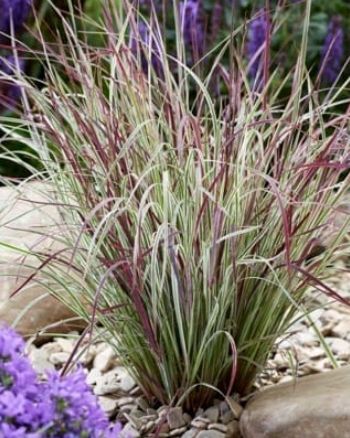 Little Bluestem Chameleon 1 gal