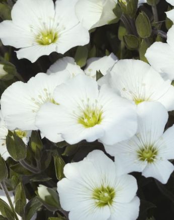 Arenaria Compact Blizzard 4"