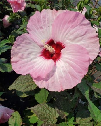 Hibiscus Spinderella 3 gal