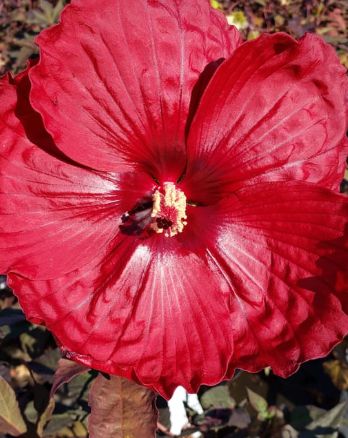 Hibiscus Holy Grail 3 gal