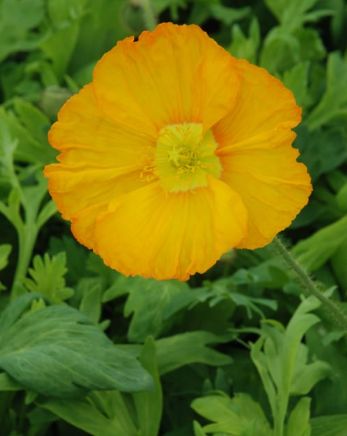 Papaver Champagne Bubbles Yellow 4"