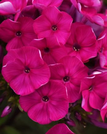 Phlox Super Ka-Pow Fuchsia 1 gal
