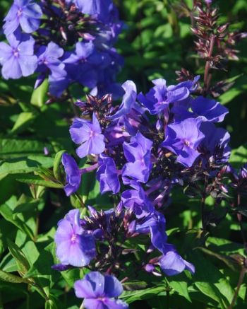 Phlox Blue Paradise 1 gal