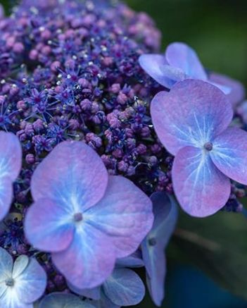 Hydrangea Pop Star 5 gal