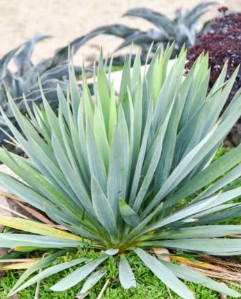 Yucca Dragon Slayer 1 gal