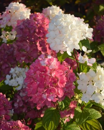 Hydrangea Fire Light 1 gal