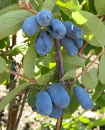 Honeyberry Berry Blue 2 gal
