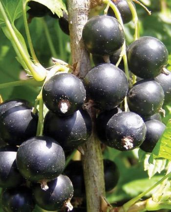 Ribes Consort Black Currant 1 gal