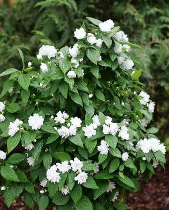 Mock Orange Illuminati Spice 2 gal