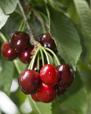Prunus Carmine Jewel 1 gal