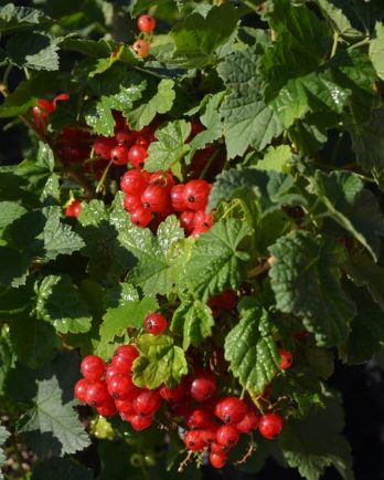Ribes Red Lake Red Currant 1 gal