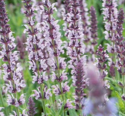 Salvia light pink 1 gal