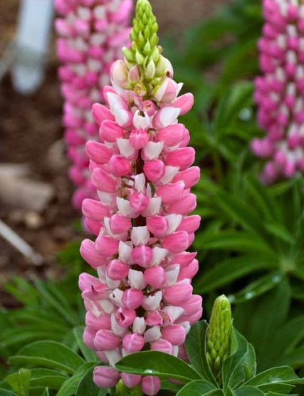 Lupine Bicolor Pink 1 gal