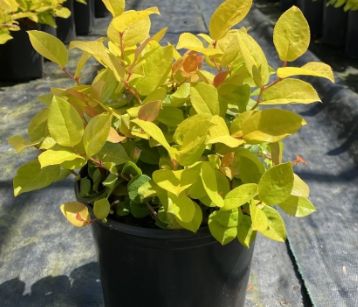 Gaultheria Cascade Gold 1 gal