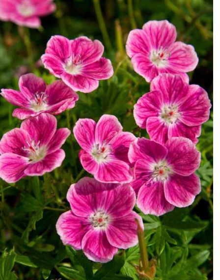 Geranium Elke 1 gal