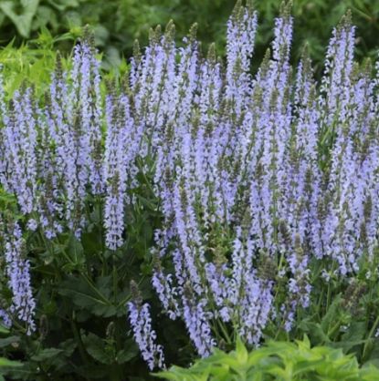 Salvia Blue ice 1 gal