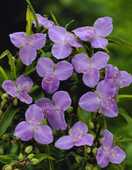Tradescantia Charlotte 1 gal