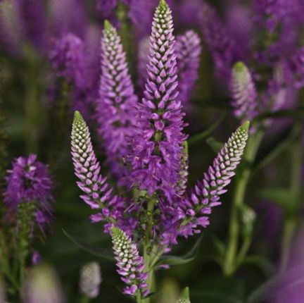 Veronica Skyward lilac 1 gal