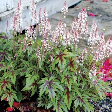 Tiarella Sugar &amp; Spice Qt