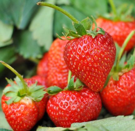 Strawberry Fort Laramie 4"