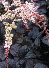 Astilbe Choc Shogun 1 gal