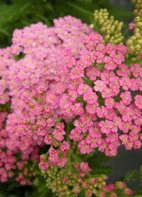 Yarrow Song Siren Little Susie 1 gal