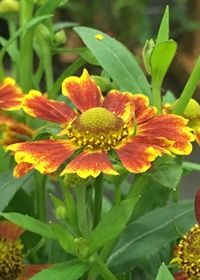 Helenium Salud Embers 1 gal