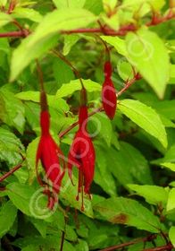 Fuchsia Aurea 1 gal