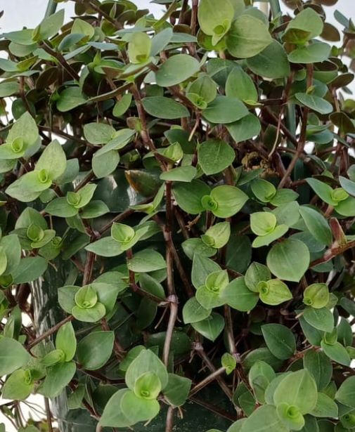 Callisia bolivian turtle vine 4"