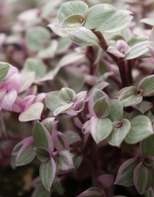 Callisia pink lady turtle vine 4"