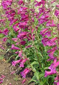 Penstemon Blackbird 1 gal