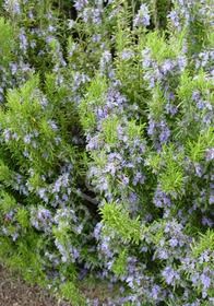 Rosemary Blue Spires 1 gal