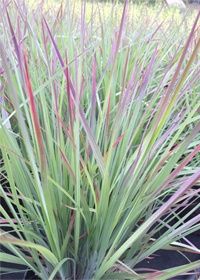 Little Bluestem Standing Ovation 1 gal