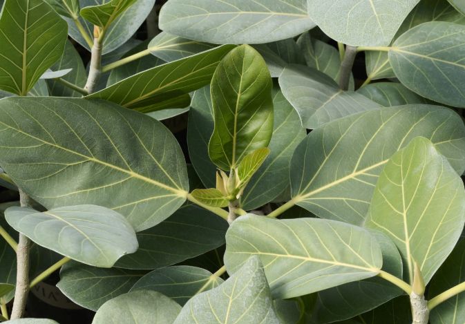 Ficus Audrey 6"