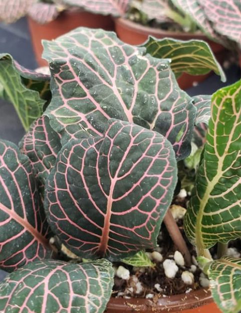 Fittonia pink 4"