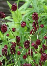 Sanguisorba Chocolate Tipp Qt