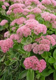 Sedum Autumn Joy 4"