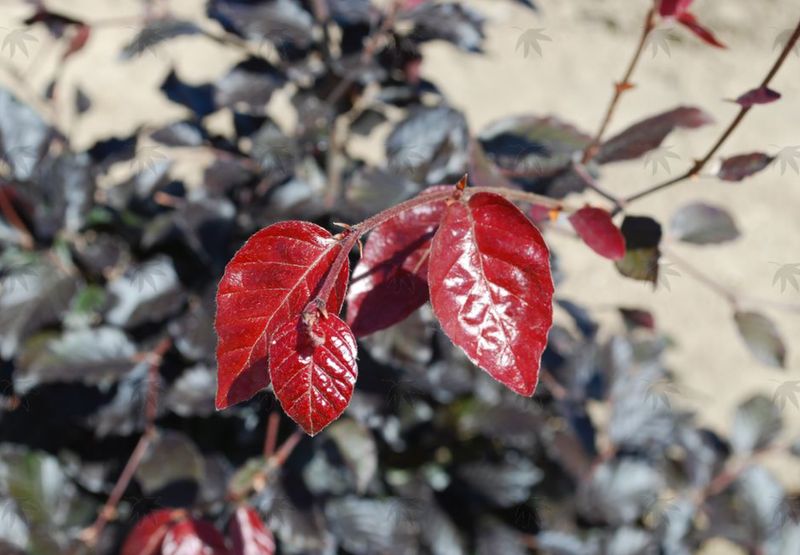 Fagus (beech) weeping purple 3 gal