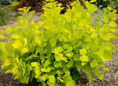 Cotinus Golden Spirit 3 gal