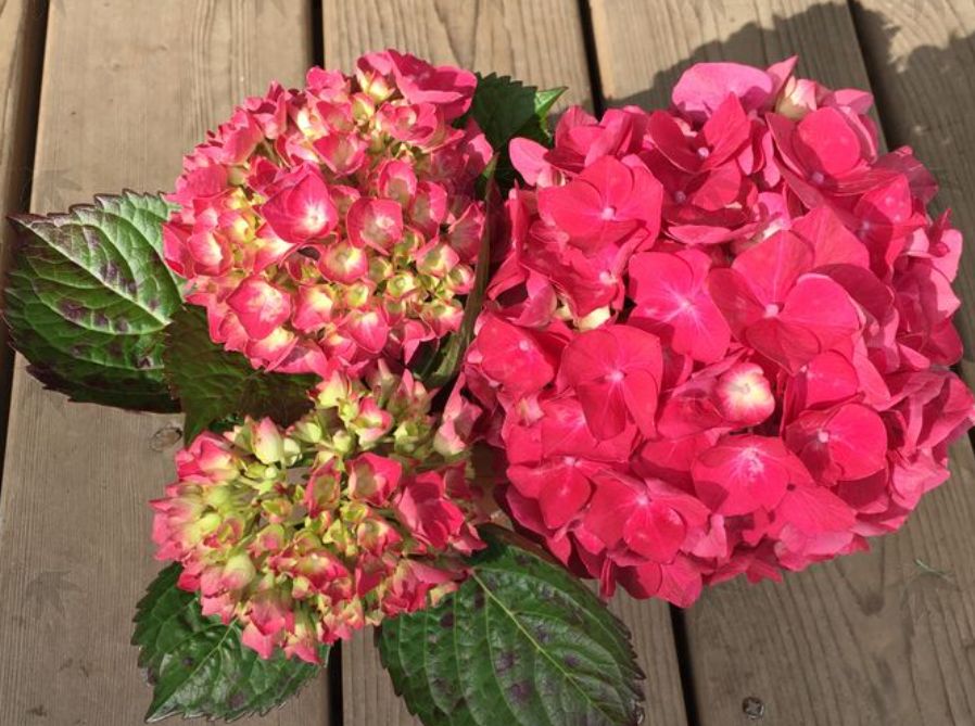 Hydrangea red sensation 3 gal