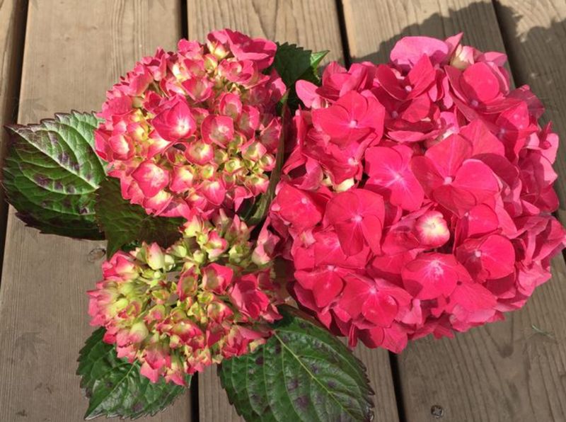 Hydrangea red sensation 3 gal