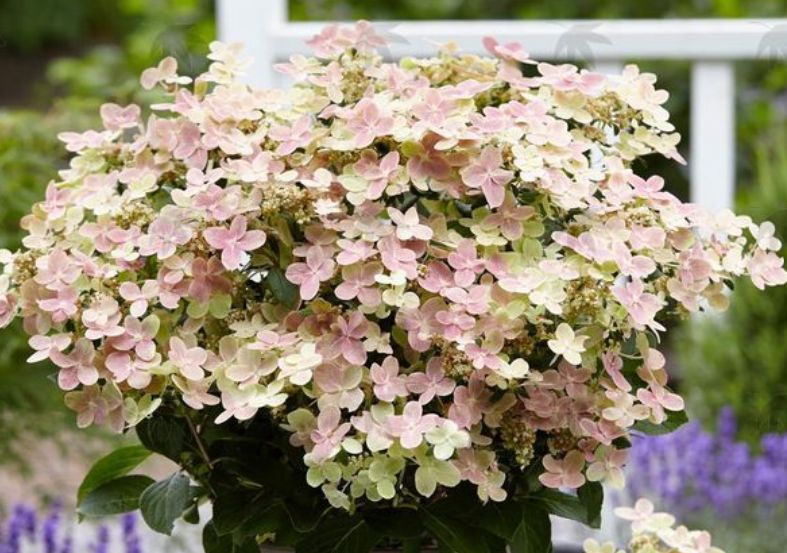 Hydrangea pan. Early Evolution 3 gal