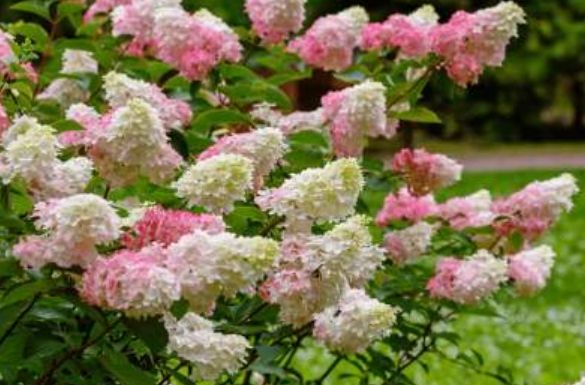 Hydrangea pan. Kolmavesu Flare 3 gal