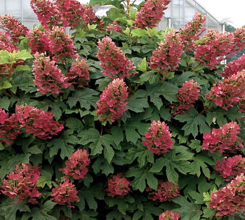 Hydrangea quer. Ruby Slippers 1 gal