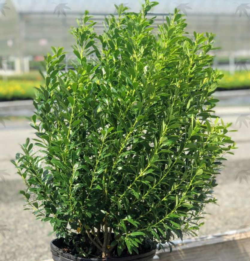 Ilex glabra Shamrock 1 gal
