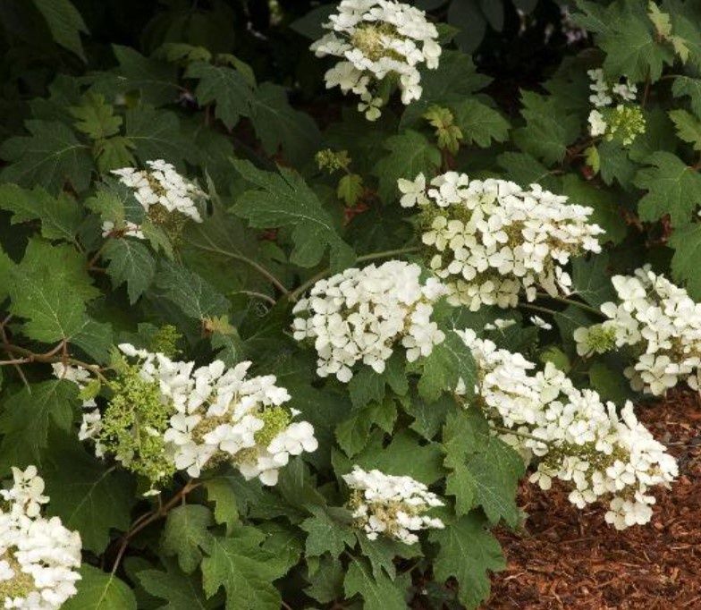 Hydrangea quer. Pee Wee 2 gal